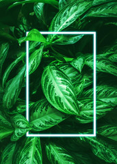 Background from green leaves of tropical plants and a neon frame. Natural background. Copy space. Vertical frame.