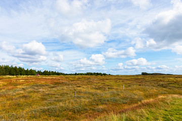 Heath landscape on the island of Rømø, Denmark