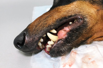 Close up of a dog's face after anesthesia and surgery to remove teeth on a table in a veterinary clinic
