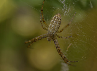 Wasp Spider  (Argiope bruennichi)-  juvenile male