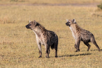Naklejka na ściany i meble hyenas on a mission to take over a carcass from the lions in the Masai Mara Game Reserve in Kenya