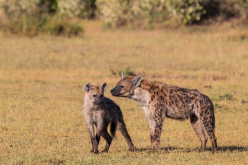 hyena affection in the Masai Mara Game Reserve in Kenya