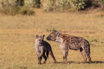 Foto op Aluminium hyena affection in the Masai Mara Game Reserve in Kenya © henk bogaard