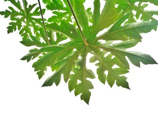 Papaya leaves on a white background. 