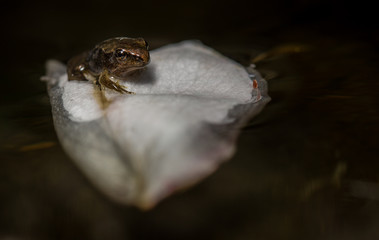 Common Frog (Rana temporaria)