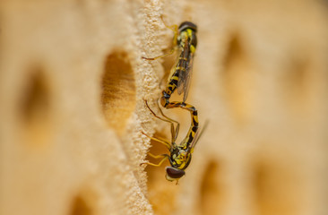 Sphaerophoria scripta hoverfly reproduction