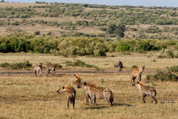 Naklejka na ściany i meble hyenas on a mission to take over a carcass from the lions in the Masai Mara Game Reserve in Kenya