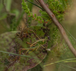 Labyrinth Spider hunting a Meadow Grasshopper