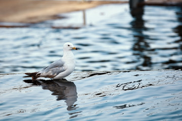 One seagull standing in the water of a pond