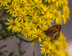 Obraz premium Gatekeeper (Pyronia tithonus) on ragwort