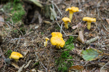 A very good day in the forest full with mushrooms
