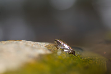 Common Frog (Rana temporaria)