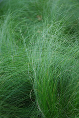Bright summer grass. Decorative grass on the lawn in the garden.