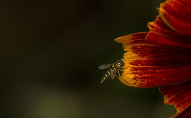 Sphaerophoria species female hoverfly