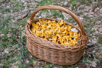 A very good day in the forest full with mushrooms