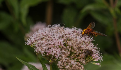 Volucella zonaria hoverfly hornet mimic