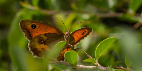 Obraz premium Gatekeeper (Pyronia tithonus) butterfly on pyracantha 