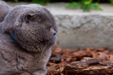 Lop-eared Scottish cat, gray with big yellow eyes