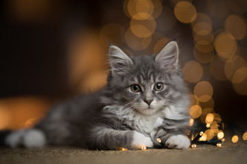 tabby blue maine coon kitten lying on a sisal carpet in front of bokeh lights looking directly at...