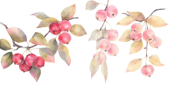 Hand painted watercolor illustration. A set of wild apples on branches.