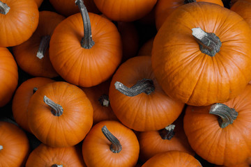 Many pumpkins background