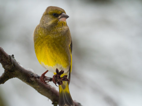 Singv&ouml;gel auf Ast im Winter