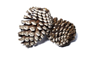 Pine cones on a white background. 