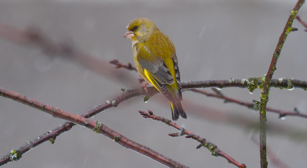 Singvögel auf Ast im Winter
