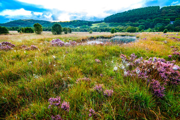 Obraz premium Cors Caron National Nature Reserve near Tregaron in mid-Wales