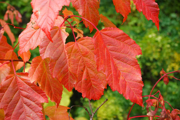 Autumn background. A tree with red leaves. Autumn in the forest