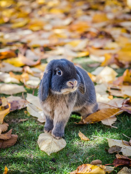 Herbst - Kanninchen