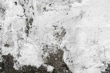 grungy texture old wall with lichen,moss on the white wall, Dirty white wall background