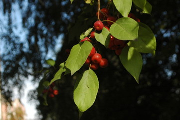apples on Apple tree