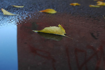 autumn leaf in a puddle