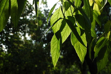 leaves