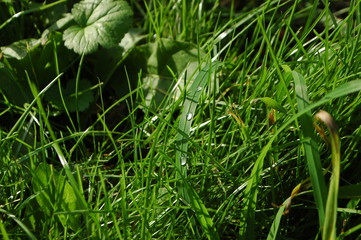 dew on grass