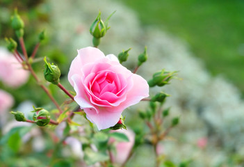 A half-opened bud of a delicate pink rose against the background of a flowerbed in the garden.