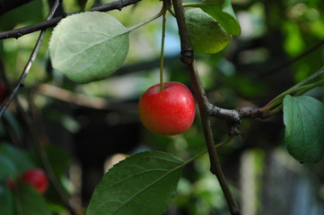 an Apple on a branch