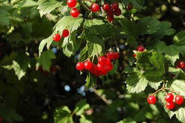 red viburnum