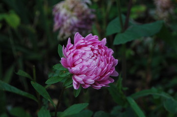 pink flower