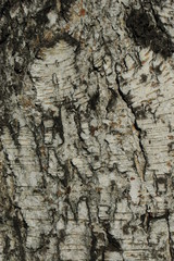 the texture of the birch