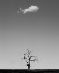 A dead lone tree and a single lone cloud with space in between. 
