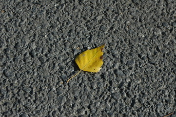 autumn leaf on asphalt