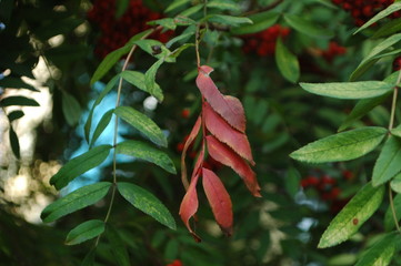 autumn leaves of mountain ash