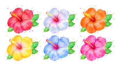 Watercolor illustration of Hibiscus flowers