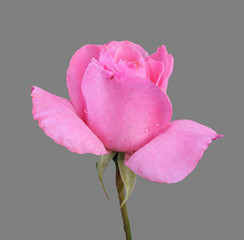 pink rose