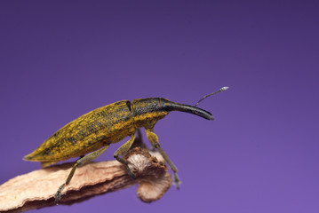 Beetle Lixus iridis on a purple background. Weevil on branch. Family Curculionidae