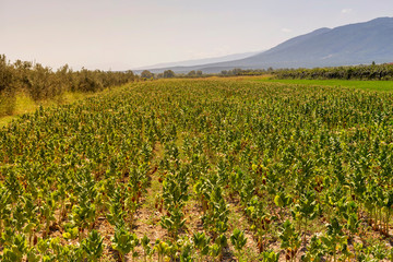 Tobacco (Nicotiana tabacum) growing in the foothills