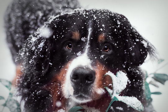 Portrait von Berner Sennenhund umgeben und bedeckt von Schneeflocken