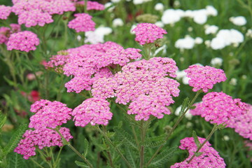 Achillea millefolium pink © Paulina